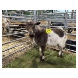 ARBY3848 RED WHITE BUCK 46# P31