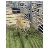 ARCF9513 RED EWE 40# P18
