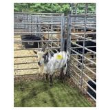 ARCF5914 BLK WHITE BUCK 54# P19