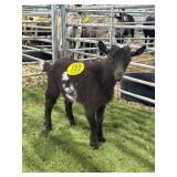 ARCF5917 BROWN WHITE BUCK KID 15# P19