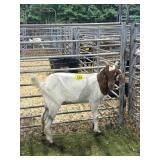 ARCF5919 DAPPLE HEADED NANNY 68# P26