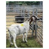 ARCF5918 BLK READHEADED NANNY 114# P26