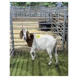 ARD0230025 TRADITIONAL BOER NANNY 108# P26