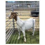 ARCF5920 BOER RED HEADED DOE 90# P26