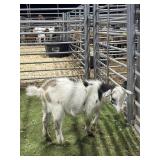 ARCF5959 BLK WHITE BUCK KID 20# P38