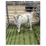 ARCF5952 WHITE WETHER 84# P36