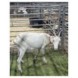ARBY3125 WHITE LAMANCHA DOE 82# P38