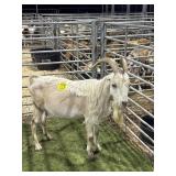 ARCF5956 LAMANCHA BUCK 113# P38