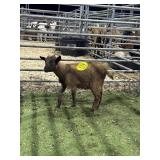 ARCF5958 RED DOE KID 10# P38