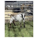 ARCF5957 BROWN WHITE DOE KID 10# P38