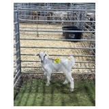 ARCF5927 WHITE BUCK KID 24# P25