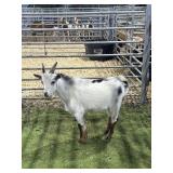 ARCF5930 SPOTTED BUCK 30# P27