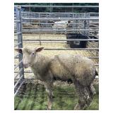 AR000637D143 WHITE WETHER 52# P28