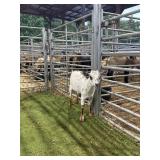 ARCF5933 TRI COLOR DOE 38# P27