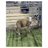 ARCF5928  RED RAM 30# P25