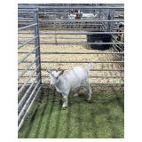 ARCF5931 WHITE DOE 38# P27