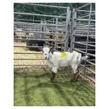 ARCF5934 TRI COLOR DOE 28# P27