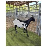 ARCF6464 BLK WHITE NANNY 75# P9