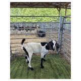 ARCF6465 BLK WHITE BUCK KID 45# P9
