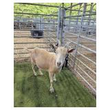 ARCF6471 NANNY+1 64# P10