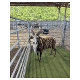 MSFT4265 4 HORNED RAM 98# P24