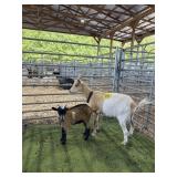 ARCF6469 ND NANNY+1 61# P10