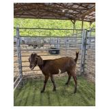 ARCF6466 RED DOE 60# P9