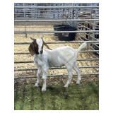 ARCF5925 RED HEADED BUCK KID 40# P26