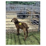 ARCF5923 RED BUCK KID 28# P26