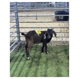 ARCF5922 DARK RED WHITE BUCK KID 38# P26