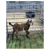 ARCF5926 RED HEADED BOER DOE 32# P26