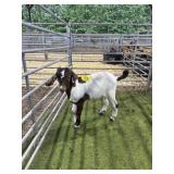 ARCF5921 RED HEADED BUCK KID 52# P26