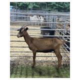 ARBY2173 RED BLK DOE 68# P25