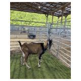 AR000386G013 BROWN SPOTTED BUCK 52# P14