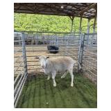 KSS37911508 WHITE EWE 124# P11