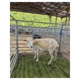 IA98410775 WHITE EWE 102# P11