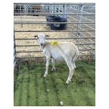 ARCF6481 WHITE RAM 40# P11