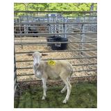 ARCF6484 WHITE RAM 38# P11