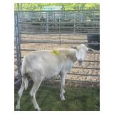 IA98410715 WHITE EWE 92# P11