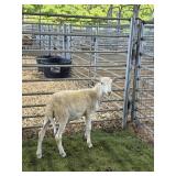 ARCF6483 WHITE RAM 36# P11