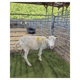 IA98410744 WHITE EWE 88# P11