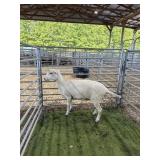 KSS37911504 WHITE EWE 108# P11