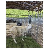 IA98410752 WHITE EWE 86# P11