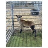 ARCF6491 BARBADO WETHER 52# P15