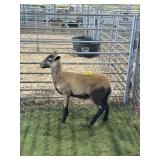 ARCF6493 BARBADO EWE 48# P15