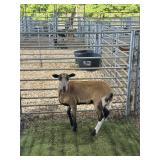 ARCF6495 BARBADO EWE 65# P15