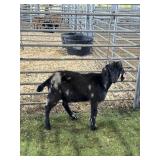 AR000386G031 BLK SPOTTED BUCK KID 36# P14