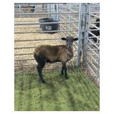 ARCF6492 BARBADO WETHER 56# P15