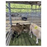 ARCF6473 TAN NANNY+2  87# P10