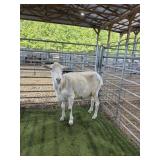 KSS37911502 WHITE EWE 100# P11